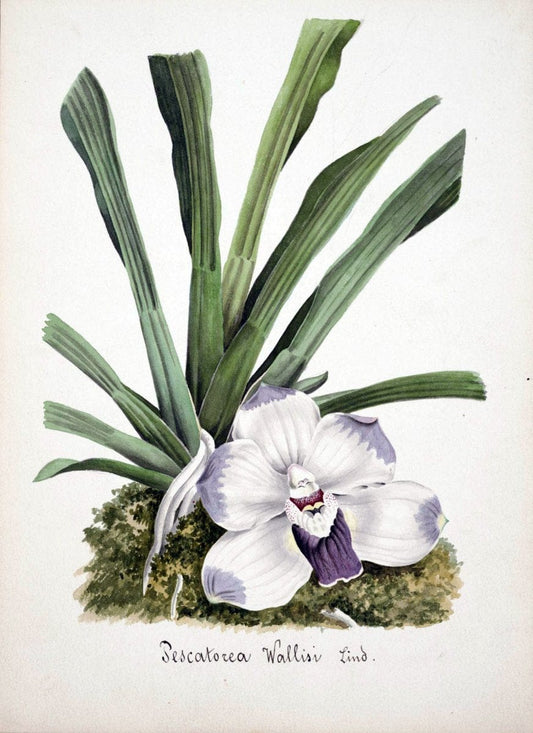 Collection d'orchideÃŒÂes.[S.l. :s.n.,18--]. | "Botanical illustration" Orchidaceae "Orchidaceae in art" "Pictorial works"  | Vintage Print Reproduction 455584