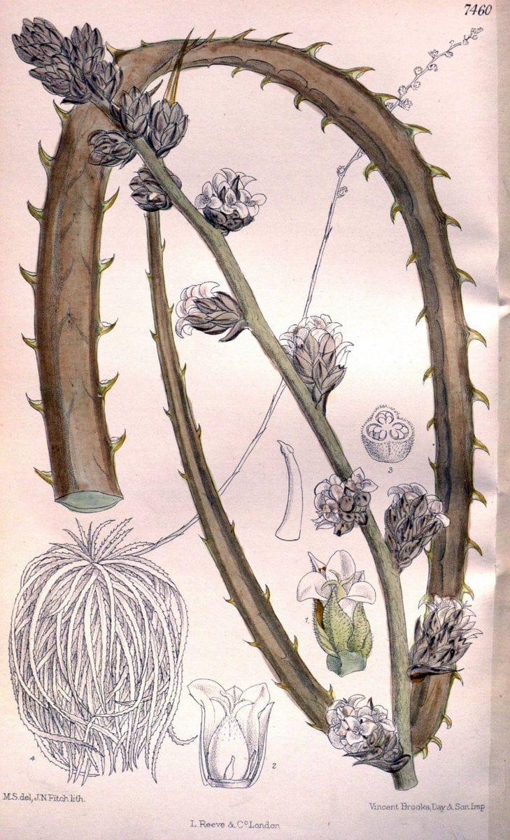 Curtis's botanical magazine. London ; New York [etc.] :Academic Press [etc.]. | "Botanical illustration" Botany Periodicals "Pictorial works" "Plants, Ornamental"  | Vintage Print Reproduction 455585