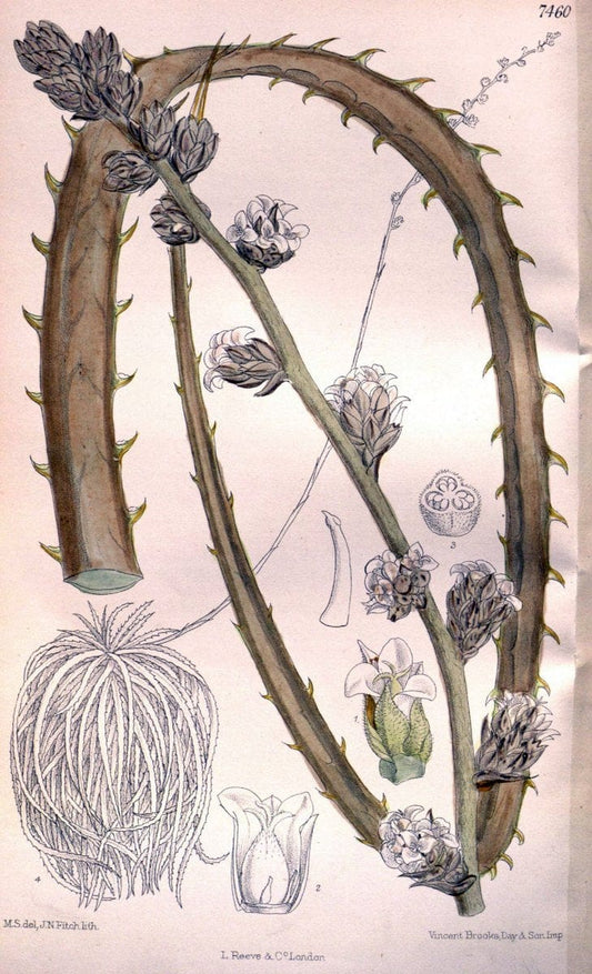 Curtis's botanical magazine. London ; New York [etc.] :Academic Press [etc.]. | "Botanical illustration" Botany Periodicals "Pictorial works" "Plants, Ornamental"  | Vintage Print Reproduction 455585
