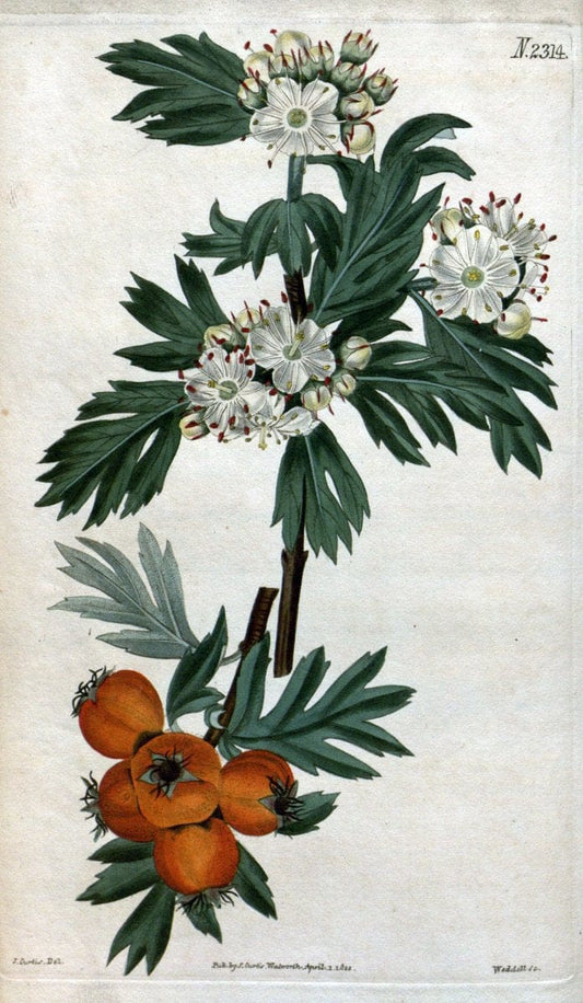 Curtis's botanical magazine. London ; New York [etc.] :Academic Press [etc.]. | "Botanical illustration" Botany Periodicals "Pictorial works" "Plants, Ornamental"  | Vintage Print Reproduction 455586