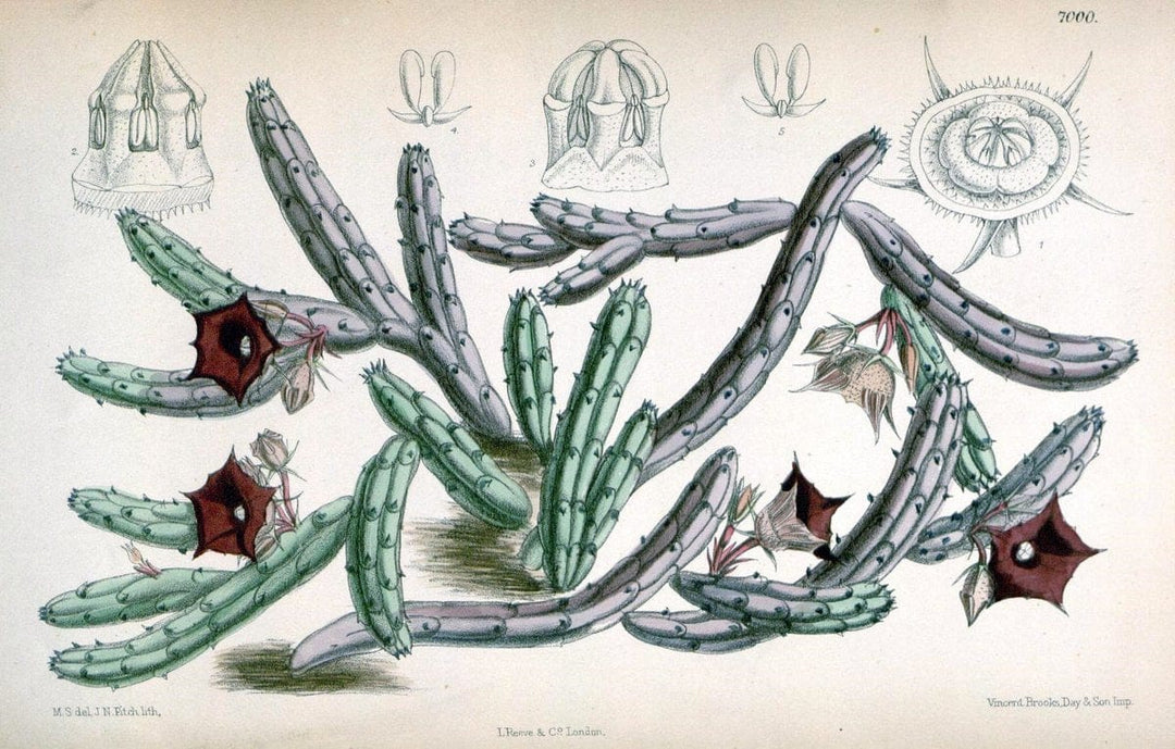 Curtis's botanical magazine. London ; New York [etc.] :Academic Press [etc.]. | "Botanical illustration" Botany Periodicals "Pictorial works" "Plants, Ornamental"  | Vintage Print Reproduction 455587