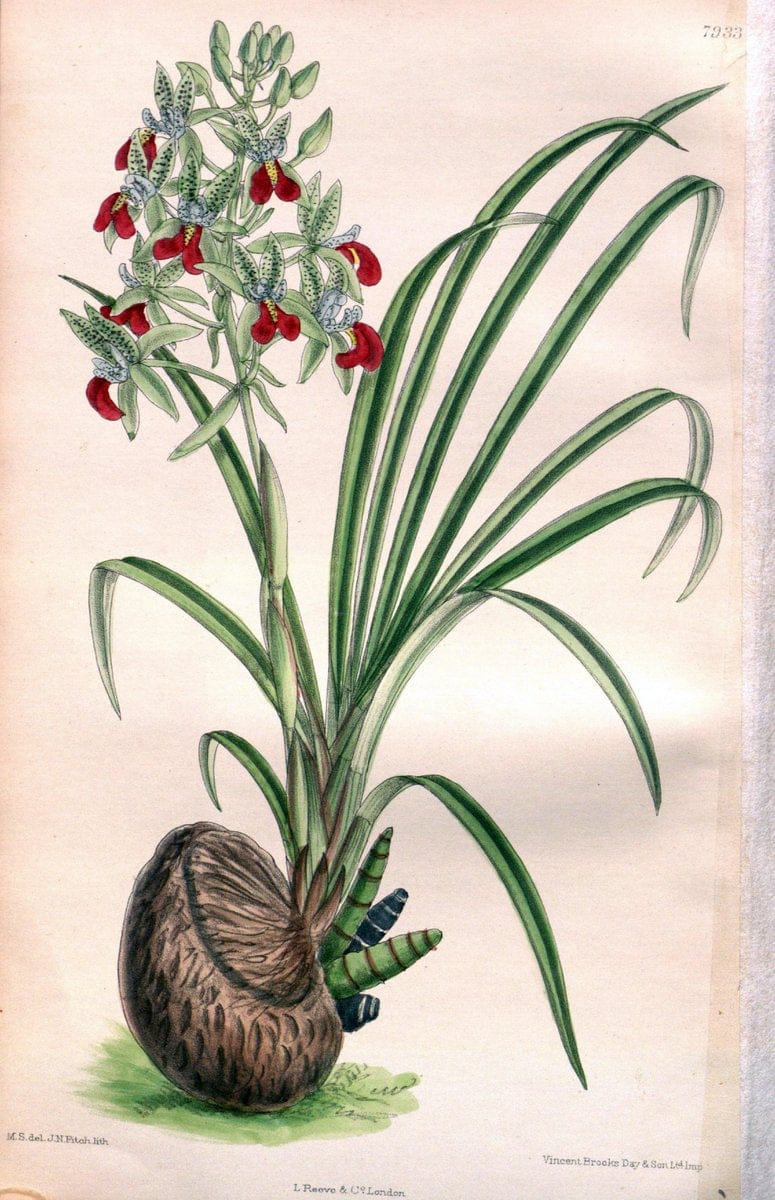 Curtis's botanical magazine. London ; New York [etc.] :Academic Press [etc.]. | "Botanical illustration" Botany Periodicals "Pictorial works" "Plants, Ornamental"  | Vintage Print Reproduction 455588