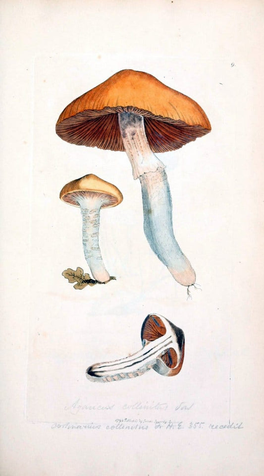 Coloured figures of English fungi or mushrooms. London,Printed by J. Davis,1797-[1809]. | England Mushrooms  | Vintage Print Reproduction 455589