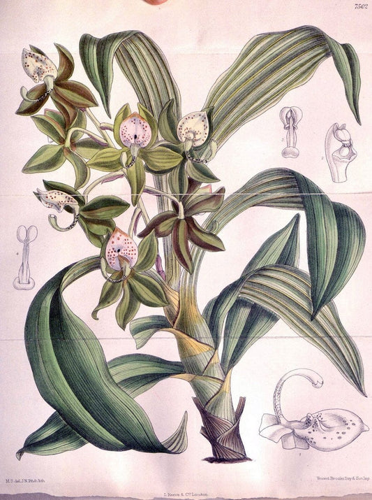 Curtis's botanical magazine. London ; New York [etc.] :Academic Press [etc.]. | "Botanical illustration" Botany Periodicals "Pictorial works" "Plants, Ornamental"  | Vintage Print Reproduction 455591