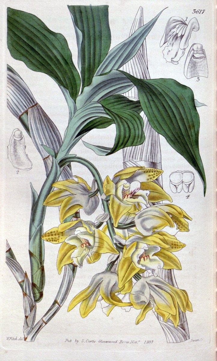 Curtis's botanical magazine. London ; New York [etc.] :Academic Press [etc.]. | "Botanical illustration" Botany Periodicals "Pictorial works" "Plants, Ornamental"  | Vintage Print Reproduction 455593