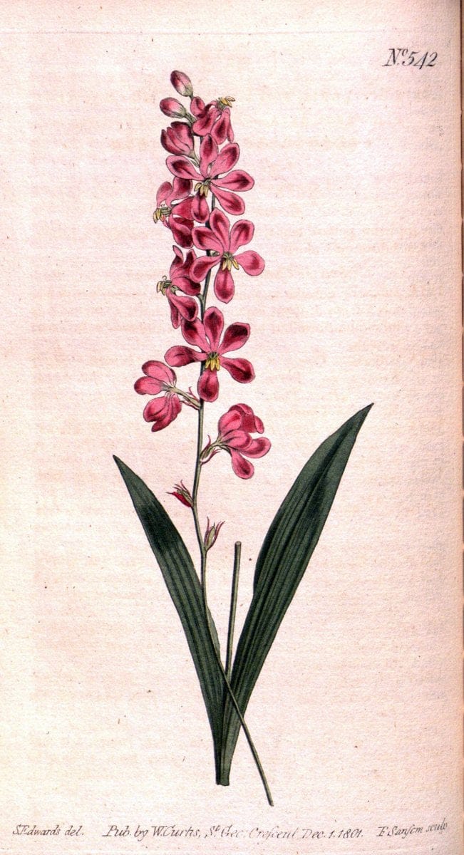 Curtis's botanical magazine. London ;New York [etc.] :Academic Press [etc.]. | Botany Periodicals "Pictorial works"  | Vintage Print Reproduction 455596