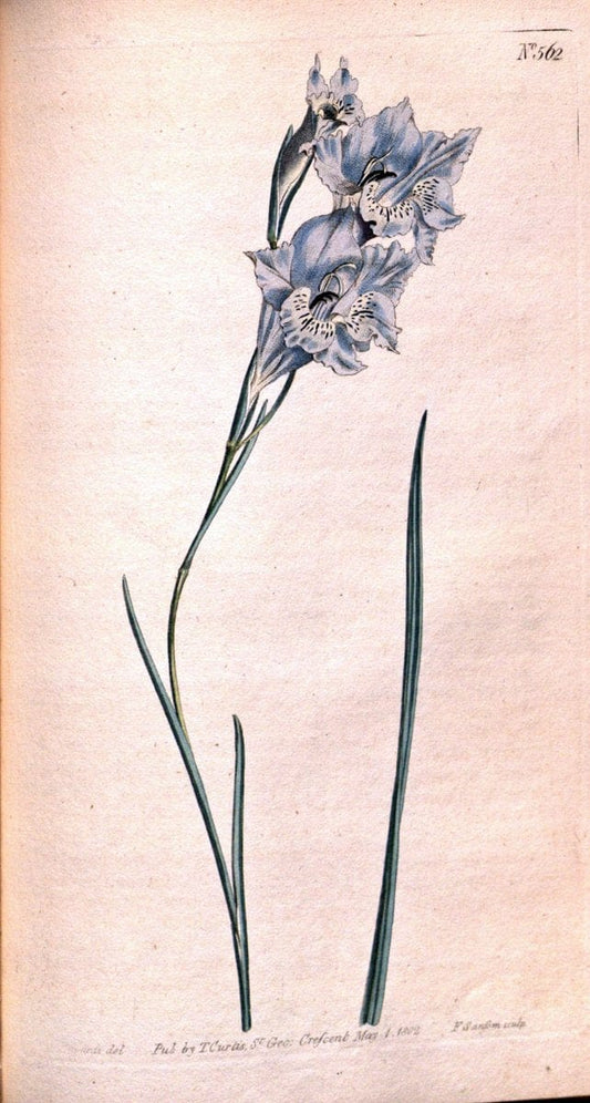 Curtis's botanical magazine. London ;New York [etc.] :Academic Press [etc.]. | Botany Periodicals "Pictorial works"  | Vintage Print Reproduction 455598