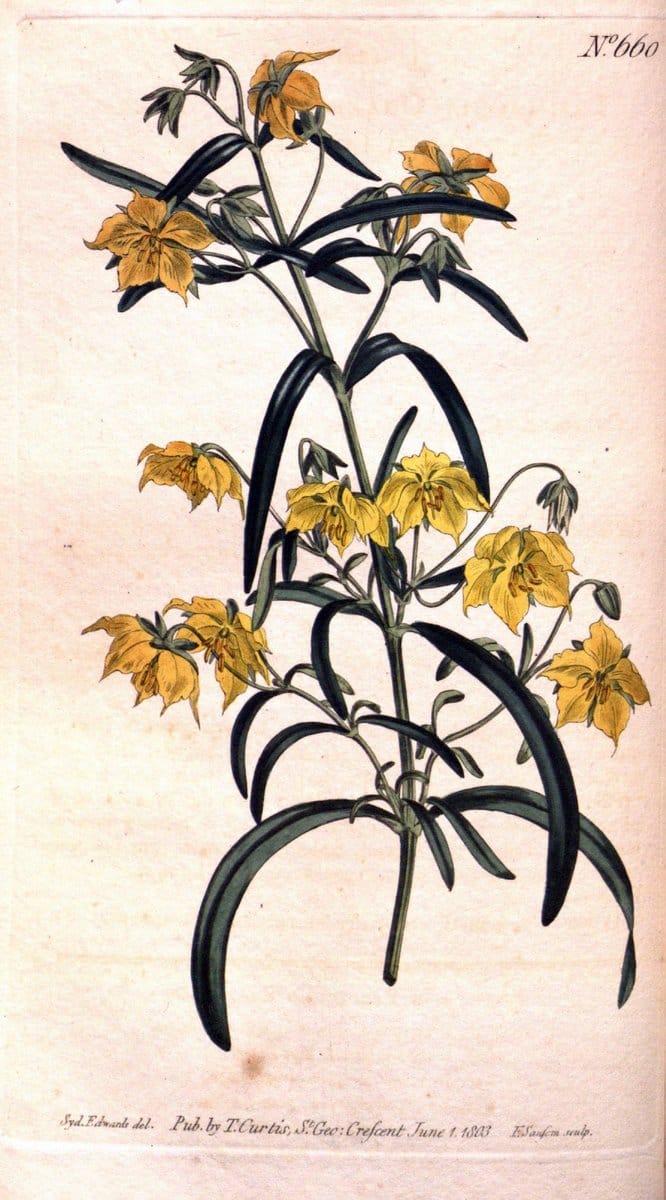 Curtis's botanical magazine. London ;New York [etc.] :Academic Press [etc.]. | Botany Periodicals "Pictorial works"  | Vintage Print Reproduction 455599
