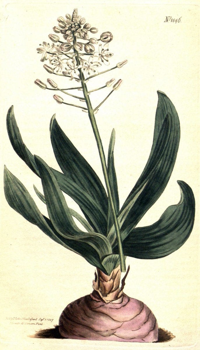 Curtis's botanical magazine. London ;New York [etc.] :Academic Press [etc.]. | Botany Periodicals "Pictorial works"  | Vintage Print Reproduction 455600