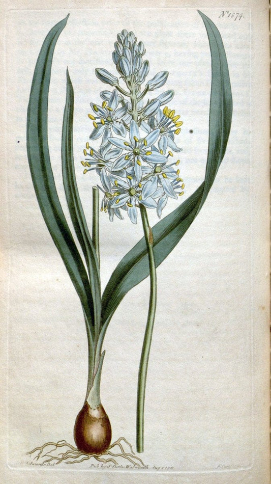 Curtis's botanical magazine. London ; New York [etc.] :Academic Press [etc.]. | "Botanical illustration" Botany Periodicals "Pictorial works" "Plants, Ornamental"  | Vintage Print Reproduction 455601