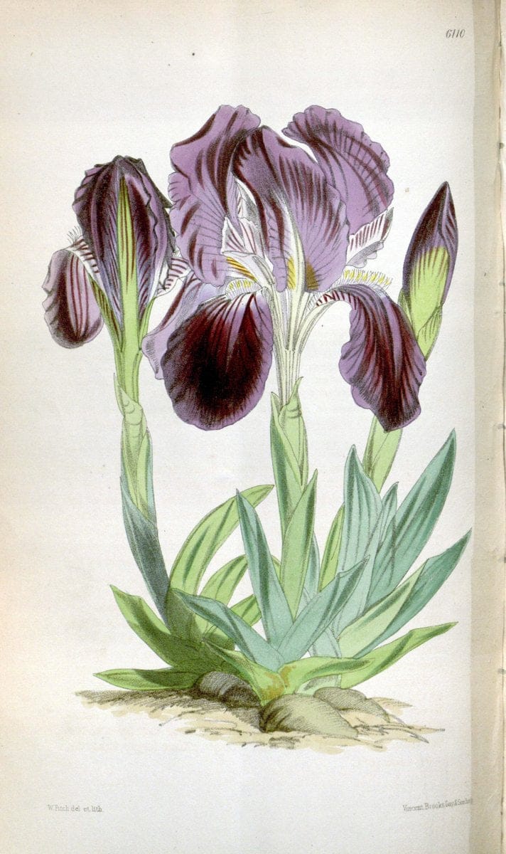 Curtis's botanical magazine. London ; New York [etc.] :Academic Press [etc.]. | "Botanical illustration" Botany Periodicals "Pictorial works" "Plants, Ornamental"  | Vintage Print Reproduction 455602