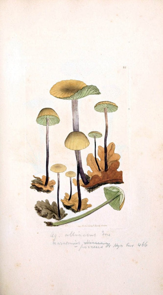 Coloured figures of English fungi or mushrooms. London,Printed by J. Davis,1797-[1809]. | England Mushrooms  | Vintage Print Reproduction 455603