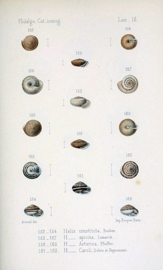 Catalogo iconografico y descriptivo de los moluscos terrestres de EspaÃ Â±a, Portugal y la | "Balearic Islands" Mollusks Portugal Spain  | Vintage Print Reproduction 455604
