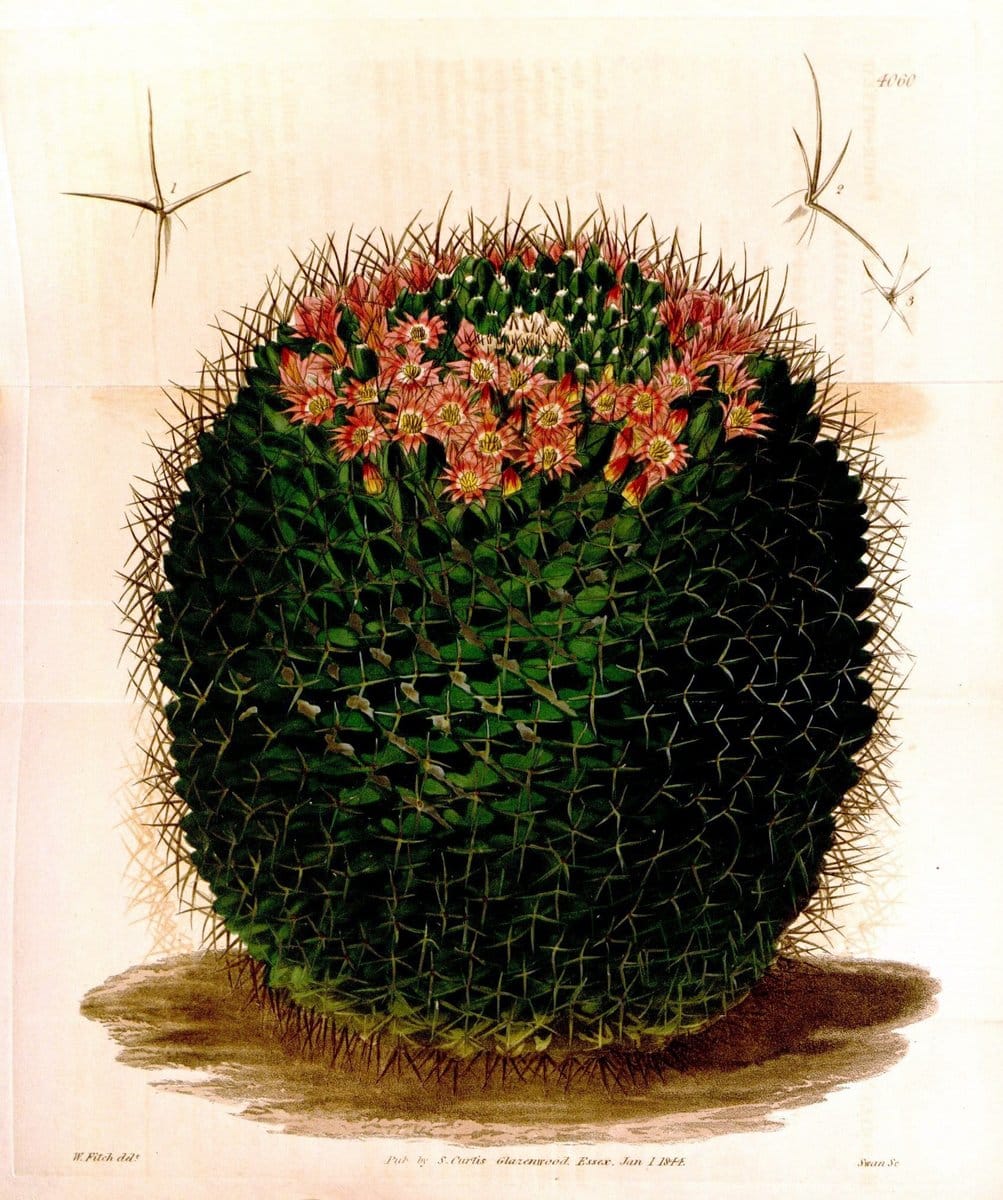 Curtis's botanical magazine. London ; New York [etc.] :Academic Press [etc.]. | "Botanical illustration" Botany Periodicals "Pictorial works" "Plants, Ornamental"  | Vintage Print Reproduction 455605