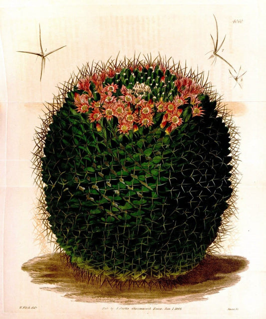 Curtis's botanical magazine. London ; New York [etc.] :Academic Press [etc.]. | "Botanical illustration" Botany Periodicals "Pictorial works" "Plants, Ornamental"  | Vintage Print Reproduction 455605