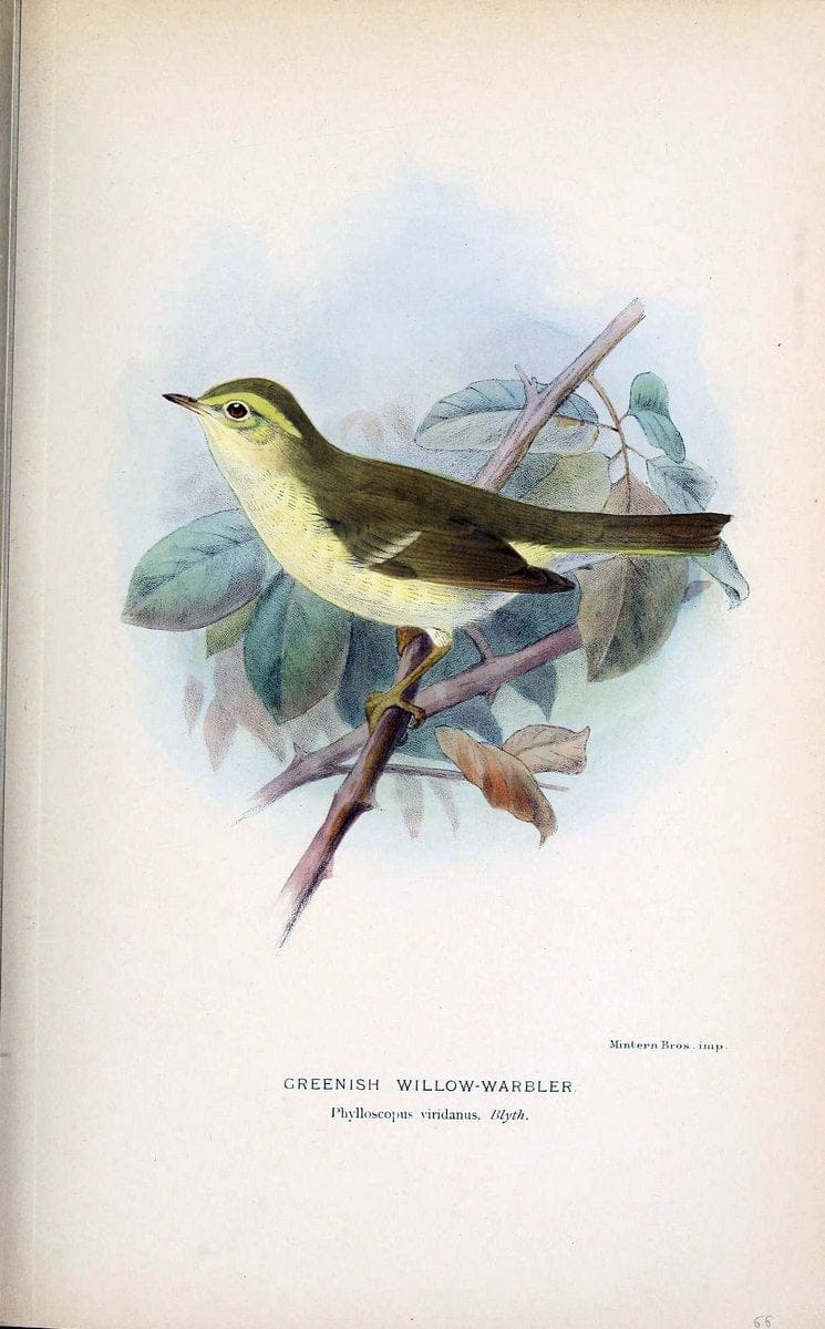 Coloured figures of the birds of the British Islands / issued by Lord Lilford. London :R | 59.82(42) Birds "Great Britain" "Pictorial works"  | Vintage Print Reproduction 455606