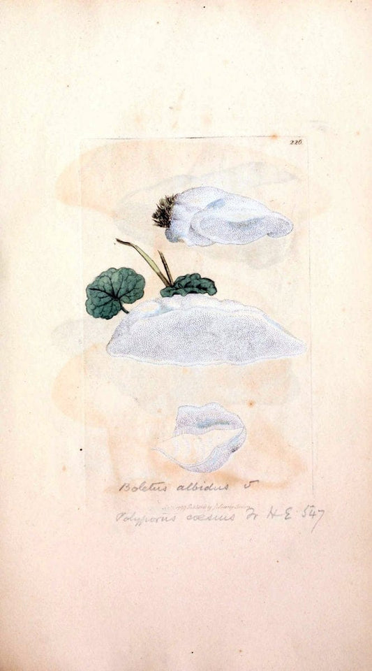 Coloured figures of English fungi or mushrooms. London,Printed by J. Davis,1797-[1809]. | England Mushrooms  | Vintage Print Reproduction 455607