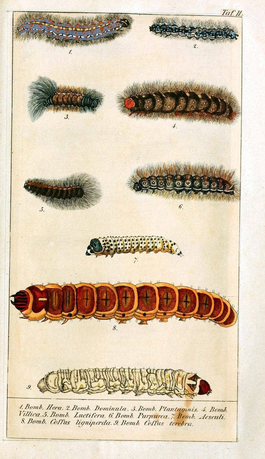 Chronologischer Raupenkalender, oder, Naturgeschichte der europÃ¤ischen RaupenBerlin :Im Verlage von Theodor Bade,1837. |  | Vintage Print Reproduction 455608