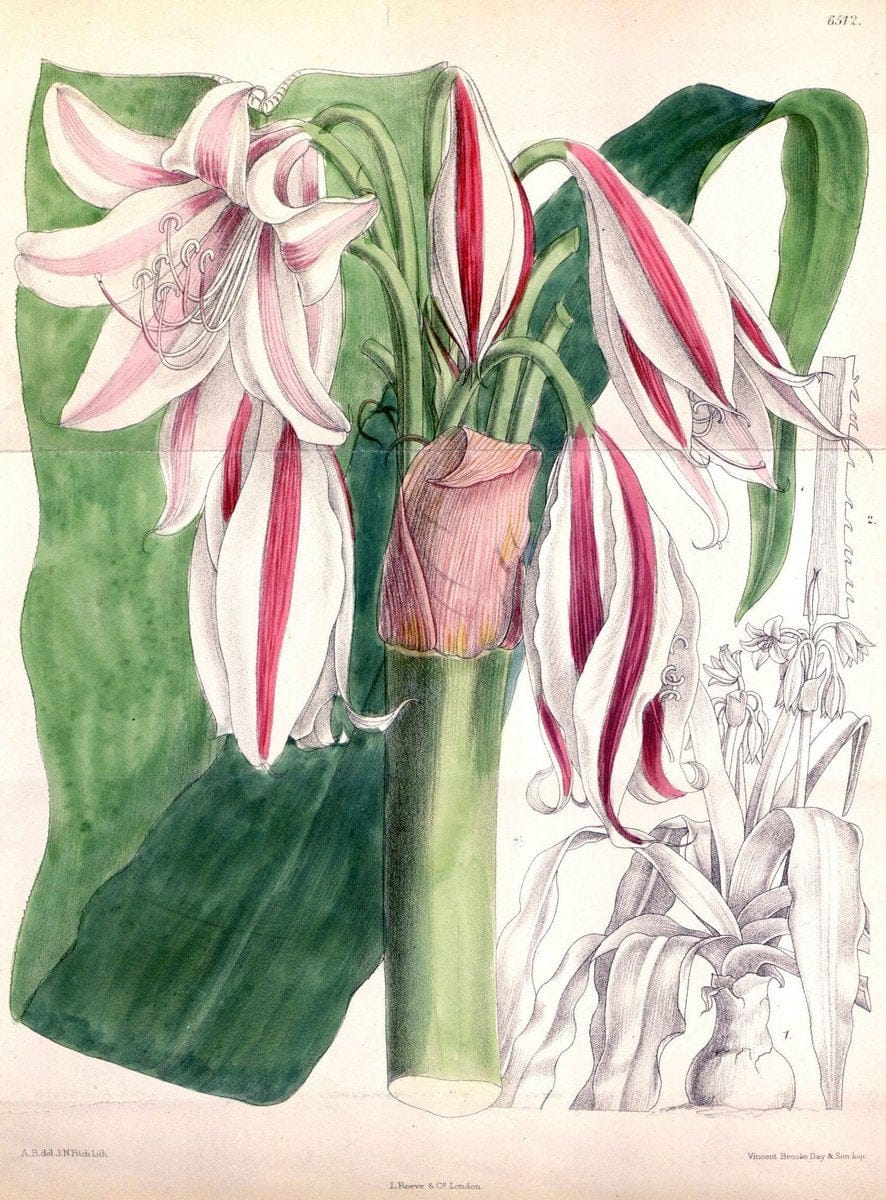 Curtis's botanical magazine. London ; New York [etc.] :Academic Press [etc.]. | "Botanical illustration" Botany Periodicals "Pictorial works" "Plants, Ornamental"  | Vintage Print Reproduction 455609