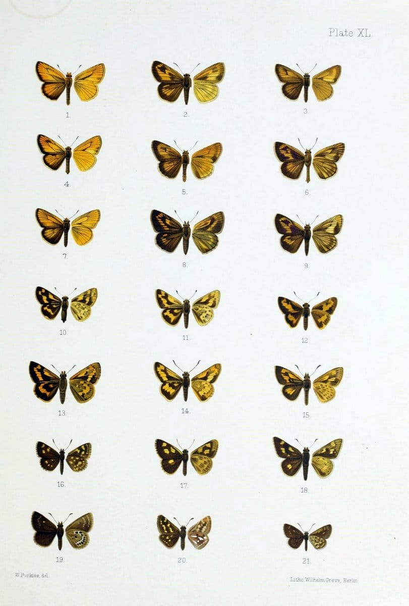 Butterflies from China, Japan, and Corea. London,R.H. Porter,1892-94.  | Butterflies China Japan Korea  | Vintage Print Reproduction 455610