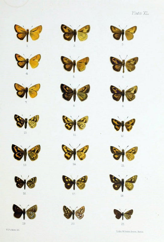 Butterflies from China, Japan, and Corea. London,R.H. Porter,1892-94.  | Butterflies China Japan Korea  | Vintage Print Reproduction 455610