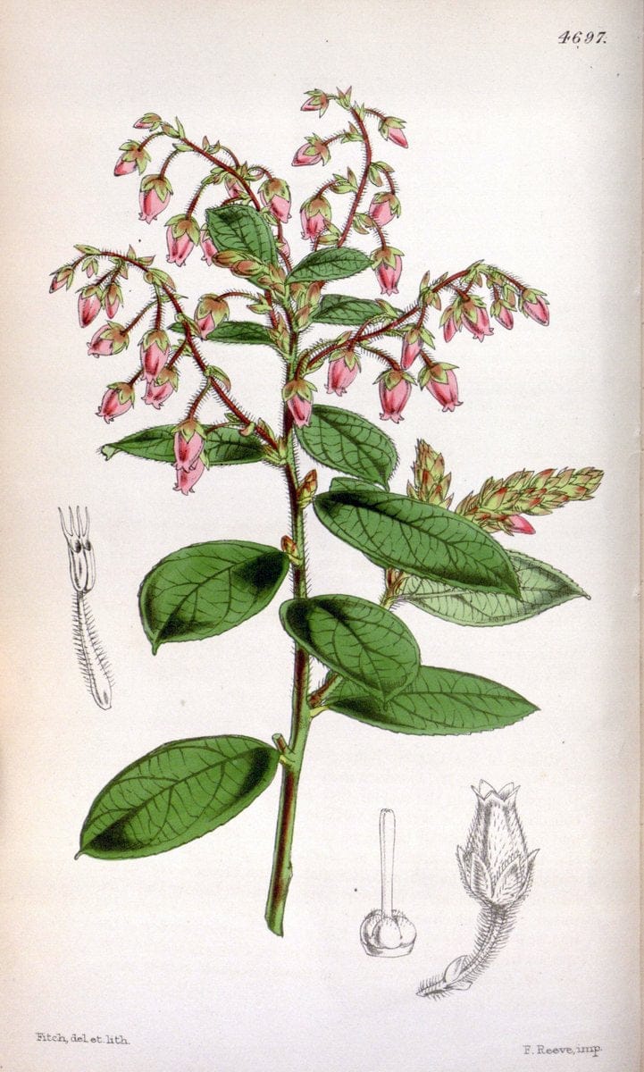 Curtis's botanical magazine. London ; New York [etc.] :Academic Press [etc.]. | "Botanical illustration" Botany Periodicals "Pictorial works" "Plants, Ornamental"  | Vintage Print Reproduction 455611