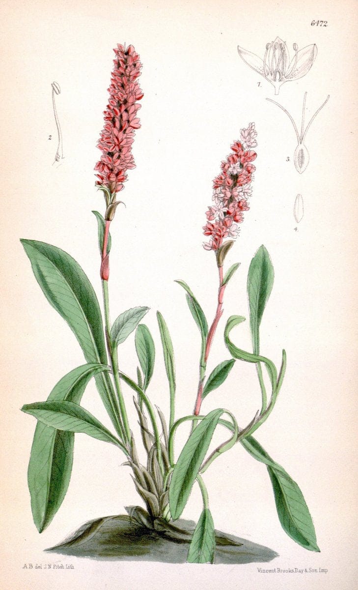 Curtis's botanical magazine. London ; New York [etc.] :Academic Press [etc.]. | "Botanical illustration" Botany Periodicals "Pictorial works" "Plants, Ornamental"  | Vintage Print Reproduction 455612