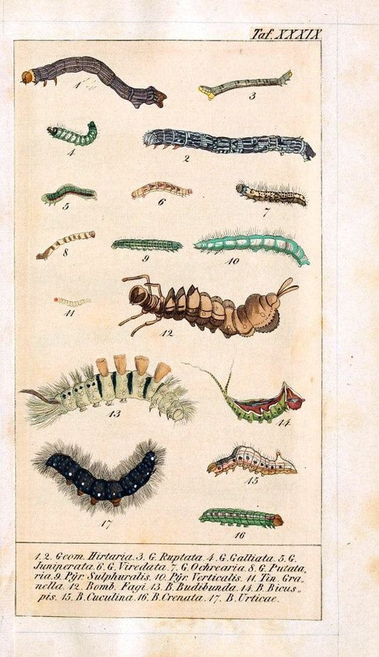 Chronologischer Raupenkalender, oder, Naturgeschichte der europÃ¤ischen RaupenBerlin :Im Verlage von Theodor Bade,1837. |  | Vintage Print Reproduction 455613