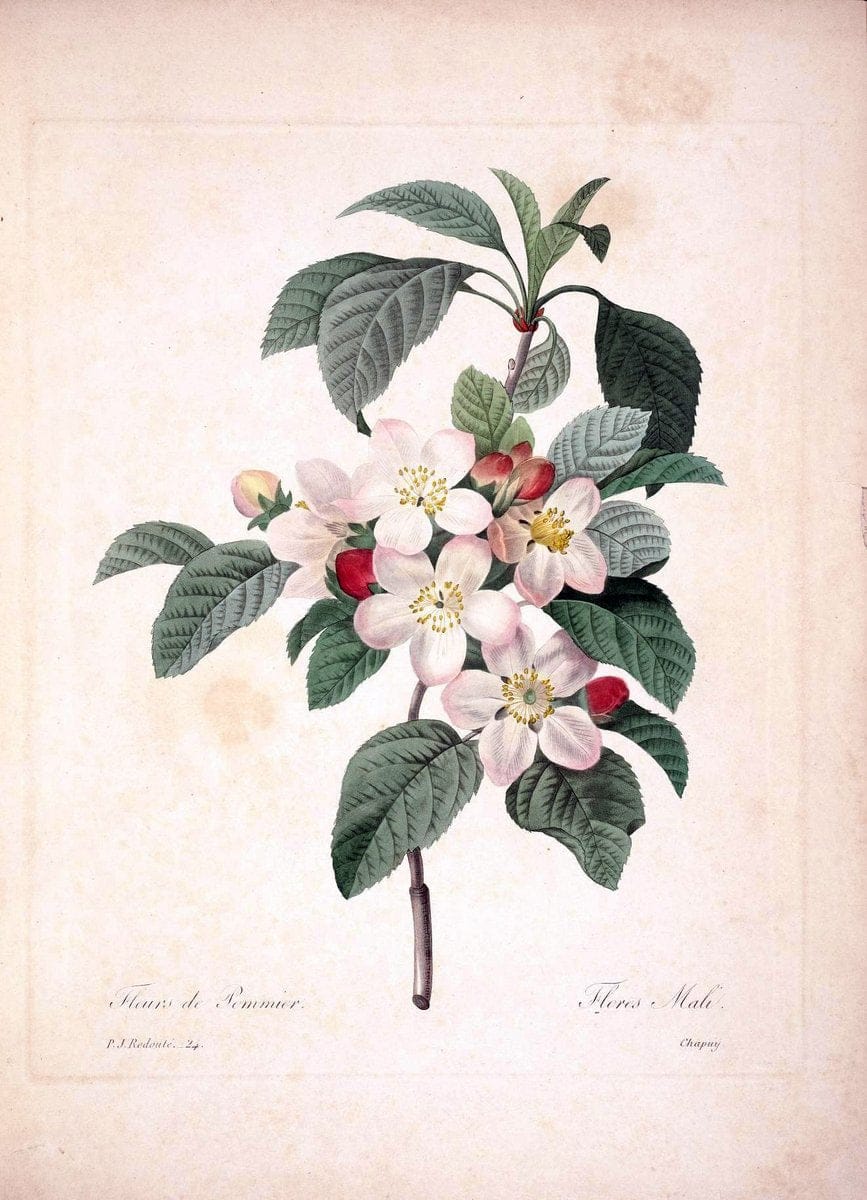 Choix des plus belles fleurs :.Paris :Ernest Panckoucke,[1833].  | 1833 Botany France Icones "Pictorial works"  | Vintage Print Reproduction 455614
