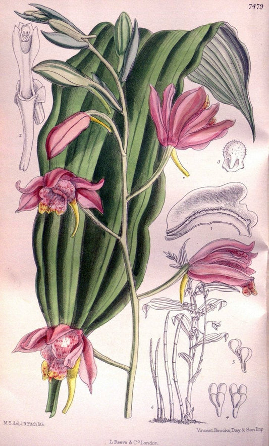 Curtis's botanical magazine. London ; New York [etc.] :Academic Press [etc.]. | "Botanical illustration" Botany Periodicals "Pictorial works" "Plants, Ornamental"  | Vintage Print Reproduction 455616