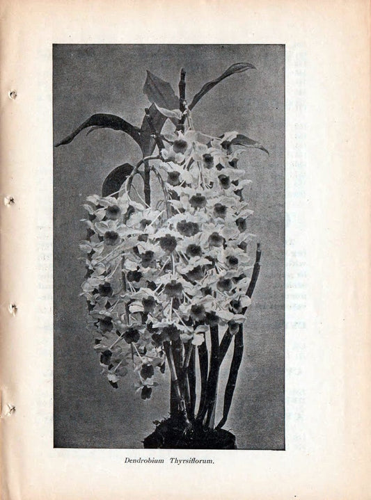 Catalogue :.New York, NY :Cleary & Co.,. | Vintage Print Reproduction 455617