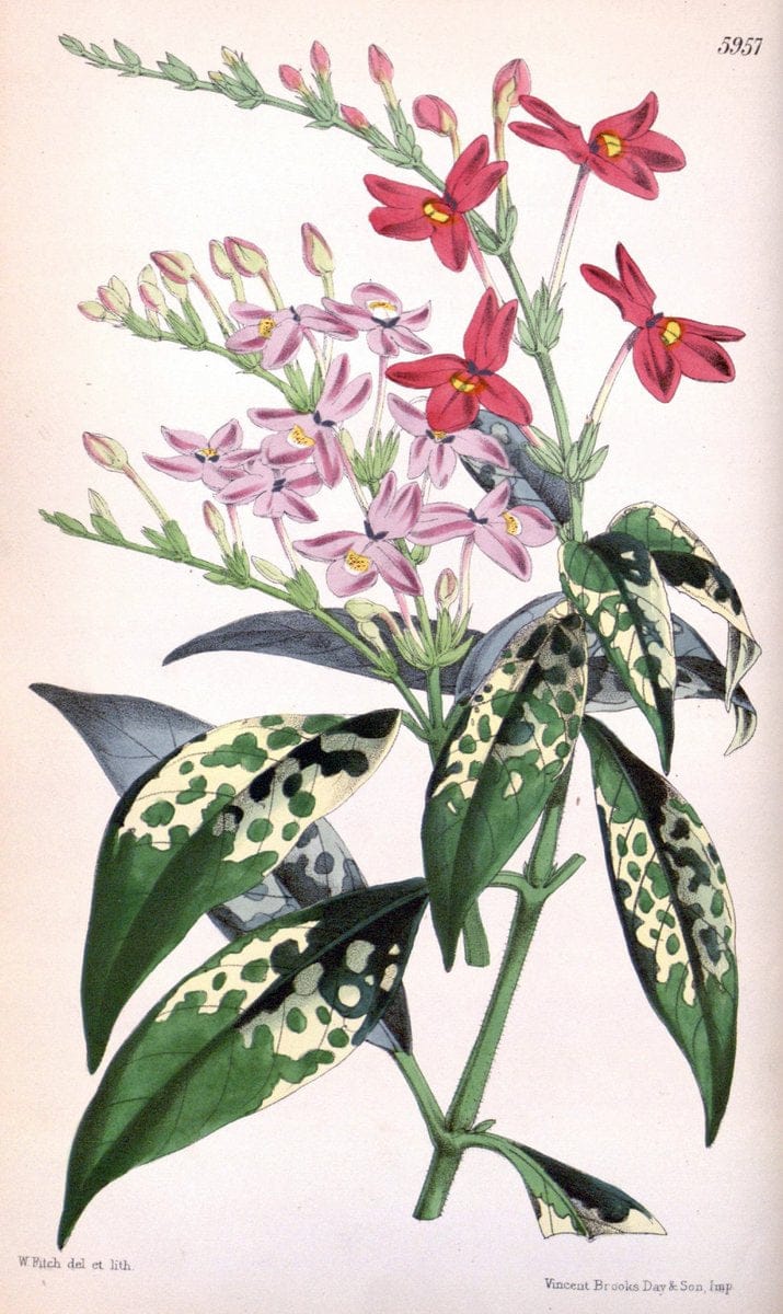 Curtis's botanical magazine. London ; New York [etc.] :Academic Press [etc.]. | "Botanical illustration" Botany Periodicals "Pictorial works" "Plants, Ornamental"  | Vintage Print Reproduction 455618