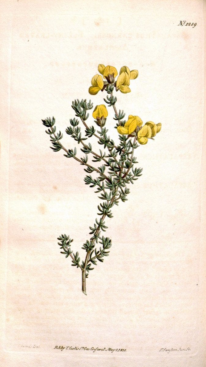 Curtis's botanical magazine. London ; New York [etc.] :Academic Press [etc.]. | "Botanical illustration" Botany Periodicals "Pictorial works" "Plants, Ornamental"  | Vintage Print Reproduction 455619