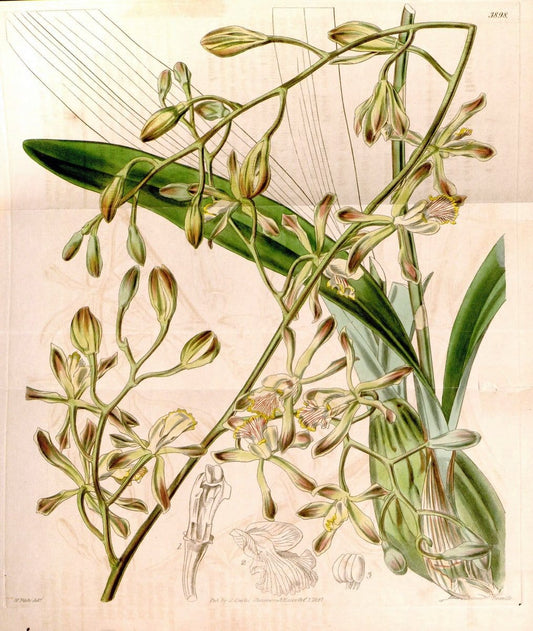 Curtis's botanical magazine. London ; New York [etc.] :Academic Press [etc.]. | "Botanical illustration" Botany Periodicals "Pictorial works" "Plants, Ornamental"  | Vintage Print Reproduction 455620