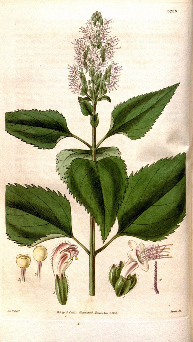 Curtis's botanical magazine. London ; New York [etc.] :Academic Press [etc.]. | "Botanical illustration" Botany Periodicals "Pictorial works" "Plants, Ornamental"  | Vintage Print Reproduction 455621