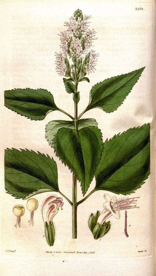 Curtis's botanical magazine. London ; New York [etc.] :Academic Press [etc.]. | "Botanical illustration" Botany Periodicals "Pictorial works" "Plants, Ornamental"  | Vintage Print Reproduction 455621