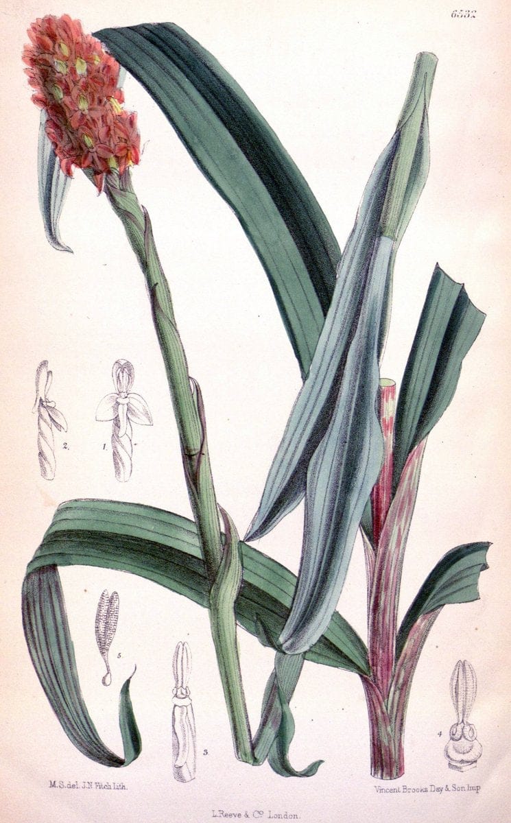 Curtis's botanical magazine. London ; New York [etc.] :Academic Press [etc.]. | "Botanical illustration" Botany Periodicals "Pictorial works" "Plants, Ornamental"  | Vintage Print Reproduction 455622