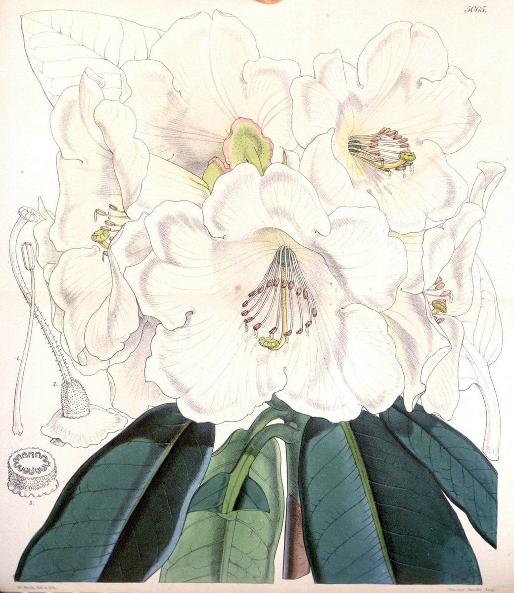 Curtis's botanical magazine. London ; New York [etc.] :Academic Press [etc.]. | "Botanical illustration" Botany Periodicals "Pictorial works" "Plants, Ornamental"  | Vintage Print Reproduction 455623