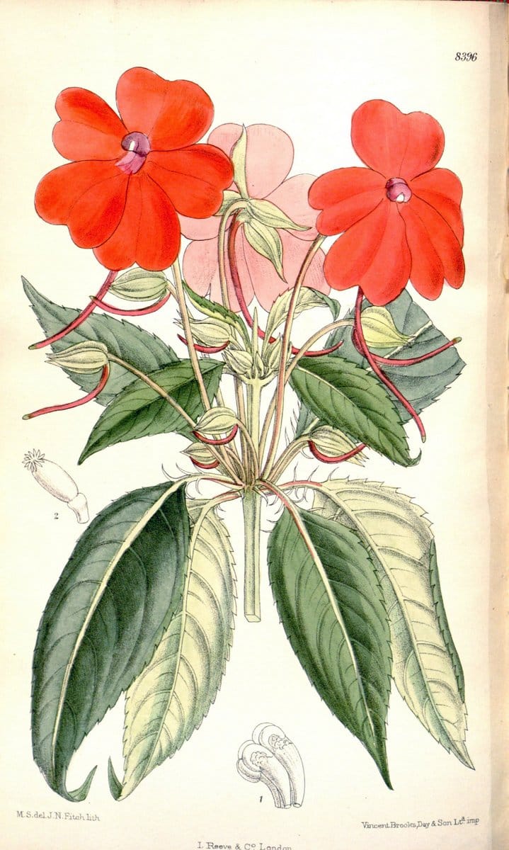 Curtis's botanical magazine. London ; New York [etc.] :Academic Press [etc.]. | "Botanical illustration" Botany Periodicals "Pictorial works" "Plants, Ornamental"  | Vintage Print Reproduction 455624