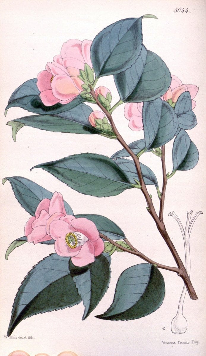 Curtis's botanical magazine. London ; New York [etc.] :Academic Press [etc.]. | "Botanical illustration" Botany Periodicals "Pictorial works" "Plants, Ornamental"  | Vintage Print Reproduction 455625