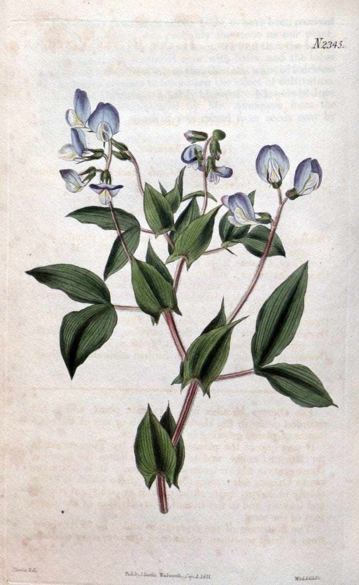 Curtis's botanical magazine. London ; New York [etc.] :Academic Press [etc.]. | "Botanical illustration" Botany Periodicals "Pictorial works" "Plants, Ornamental"  | Vintage Print Reproduction 455626