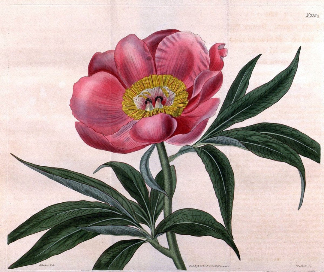 Curtis's botanical magazine. London ; New York [etc.] :Academic Press [etc.]. | "Botanical illustration" Botany Periodicals "Pictorial works" "Plants, Ornamental"  | Vintage Print Reproduction 455627