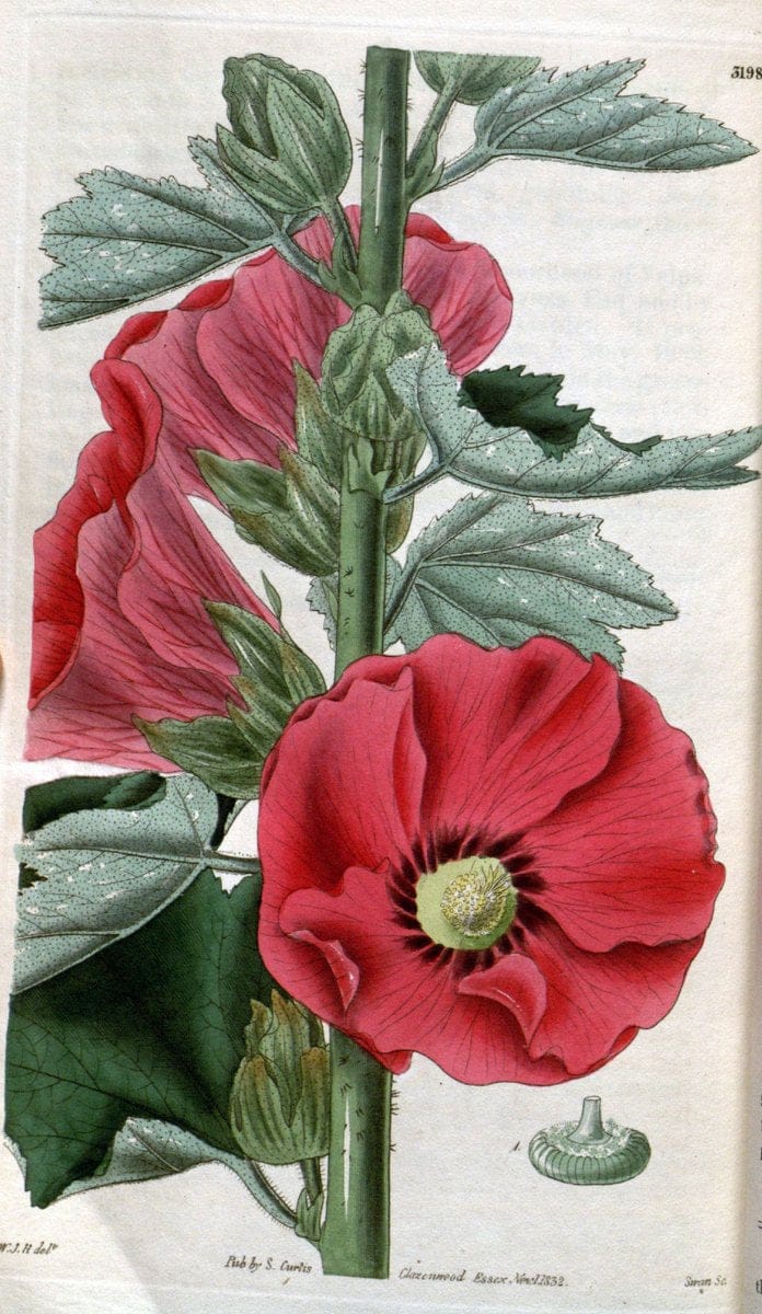 Curtis's botanical magazine. London ; New York [etc.] :Academic Press [etc.]. | "Botanical illustration" Botany Periodicals "Pictorial works" "Plants, Ornamental"  | Vintage Print Reproduction 455628