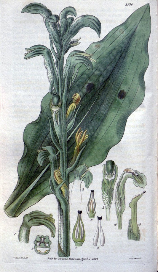 Curtis's botanical magazine..London ;New York [etc.] :Academic Press [etc.]. |  | Vintage Print Reproduction 455629