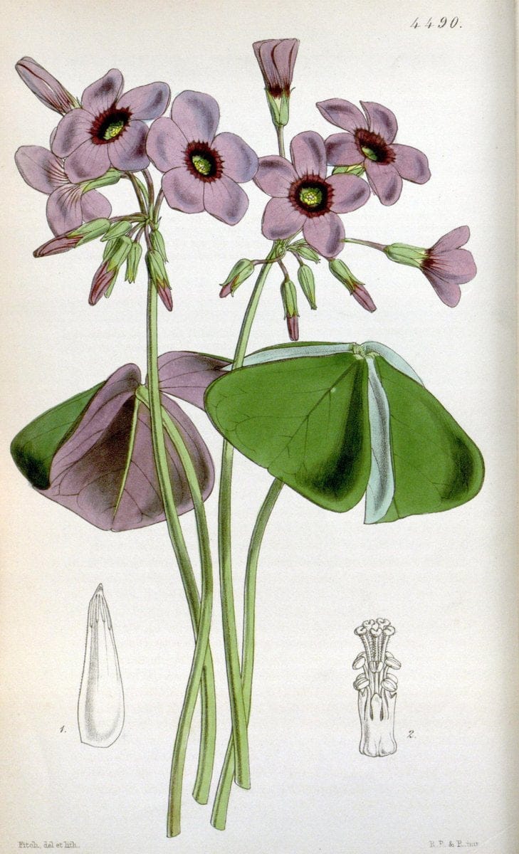 Curtis's botanical magazine. London ;New York [etc.] :Academic Press [etc.]. | Botany Periodicals "Pictorial works"  | Vintage Print Reproduction 455630