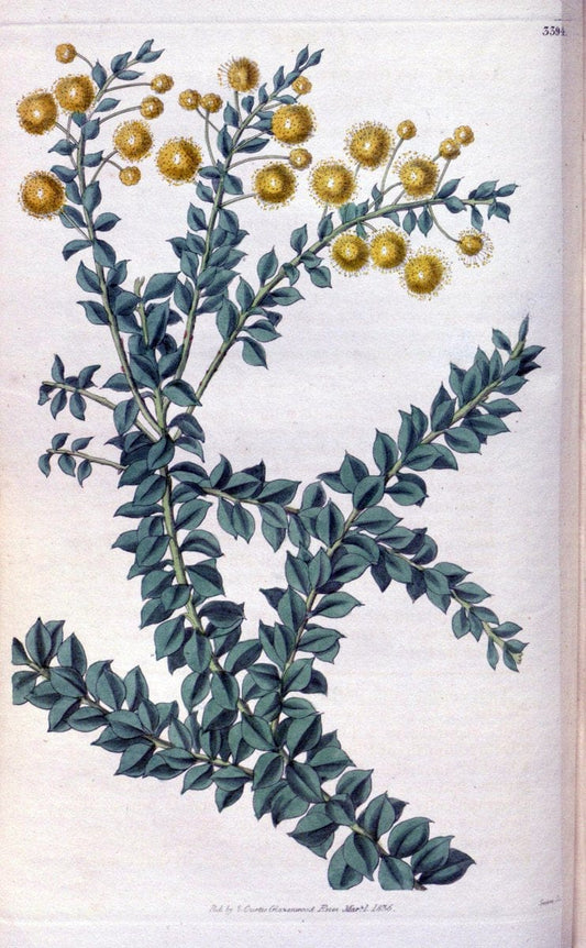 Curtis's botanical magazine. London ;New York [etc.] :Academic Press [etc.]. | Botany Periodicals "Pictorial works"  | Vintage Print Reproduction 455631