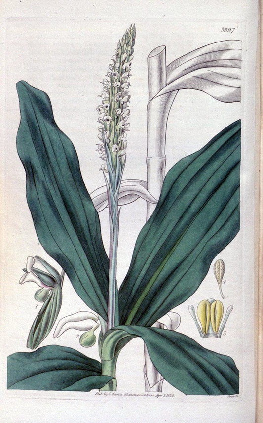 Curtis's botanical magazine. London ;New York [etc.] :Academic Press [etc.]. | Botany Periodicals "Pictorial works"  | Vintage Print Reproduction 455632