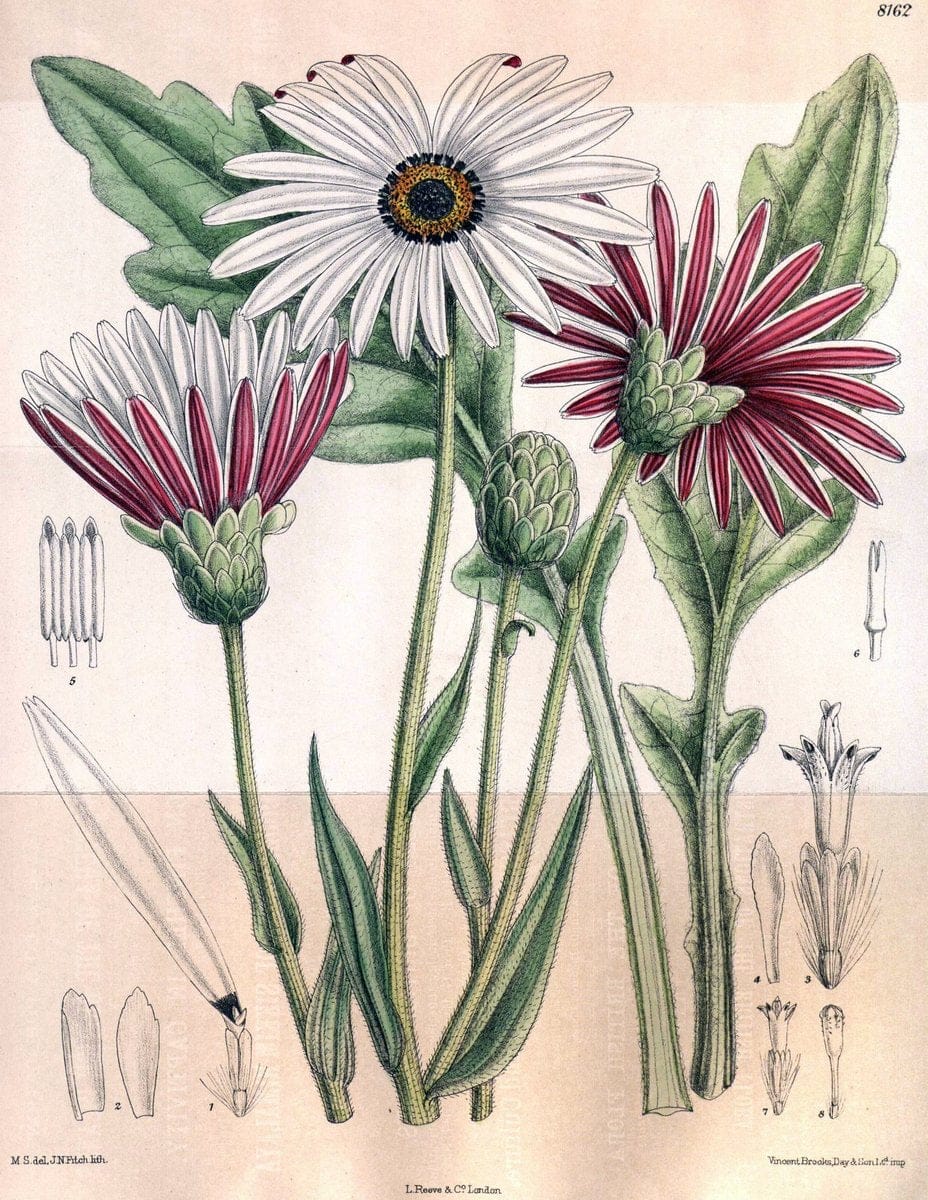 Curtis's botanical magazine. London ;New York [etc.] :Academic Press [etc.]. | Botany Periodicals "Pictorial works"  | Vintage Print Reproduction 455634