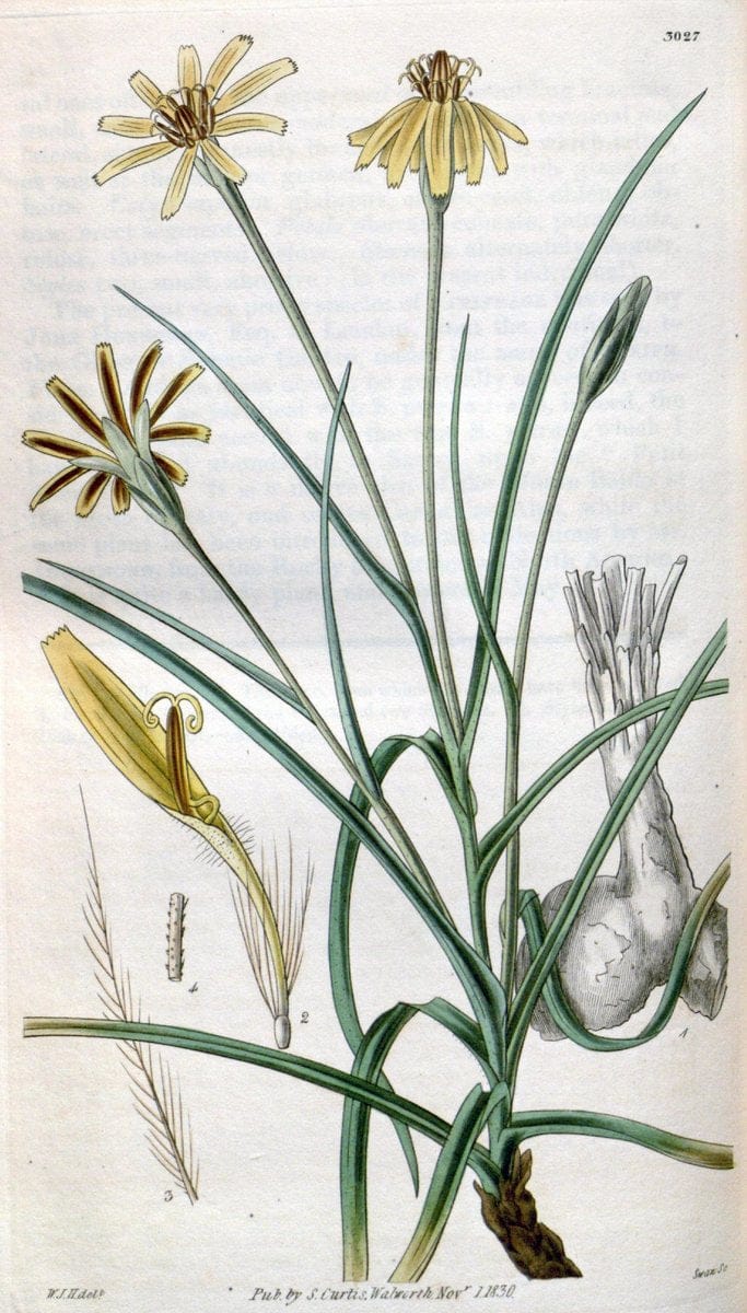 Curtis's botanical magazine. London ;New York [etc.] :Academic Press [etc.]. | Botany Periodicals "Pictorial works"  | Vintage Print Reproduction 455635