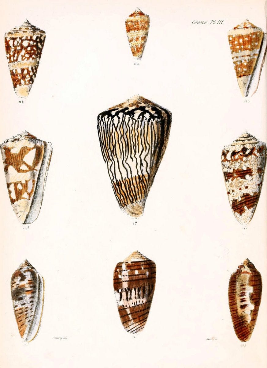 Conchologia iconica, or, Illustrations of the shells of molluscous animals. v.1London :Reeve, Brothers,1843-1878. |  | Vintage Print Reproduction 455636